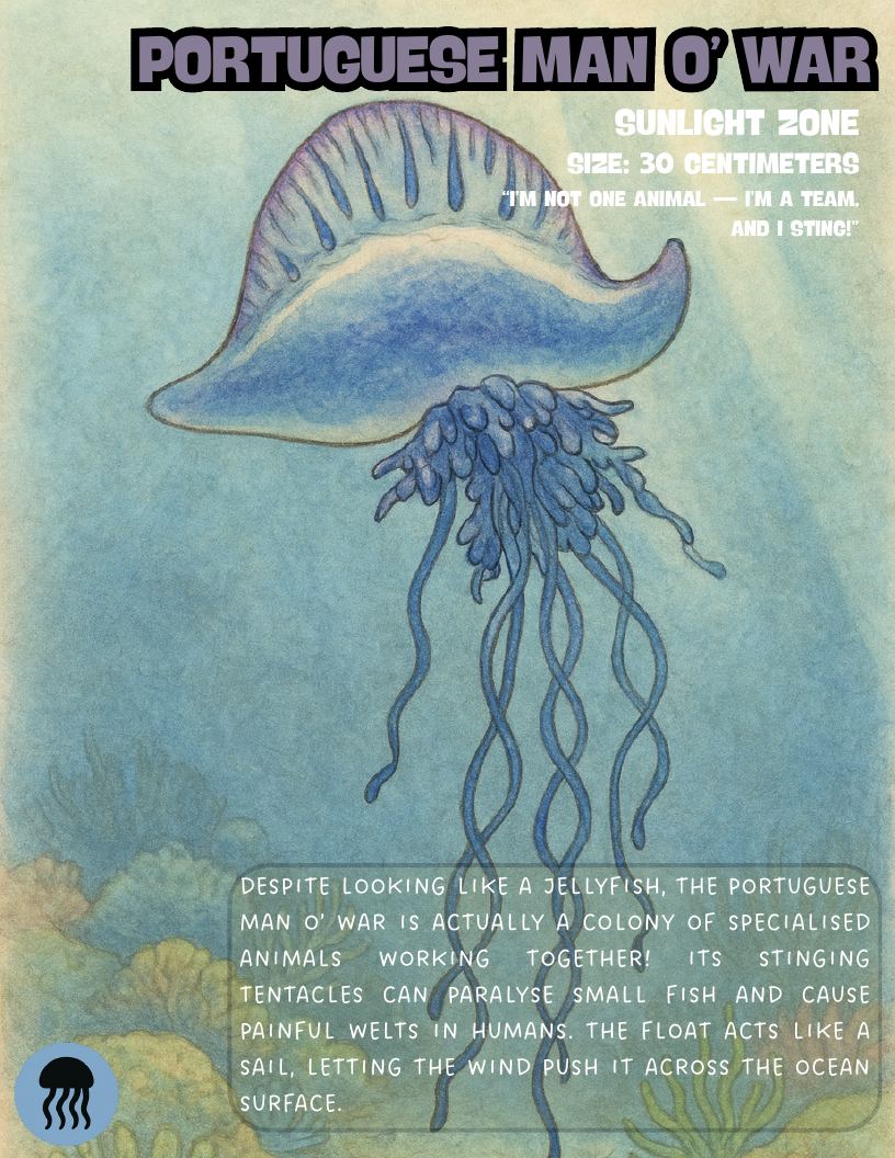 Portuguese man o' war